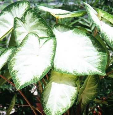 Caladium Aaron