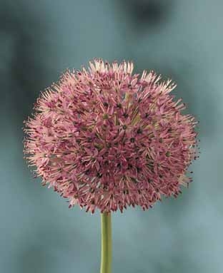 Allium Aflatunense
