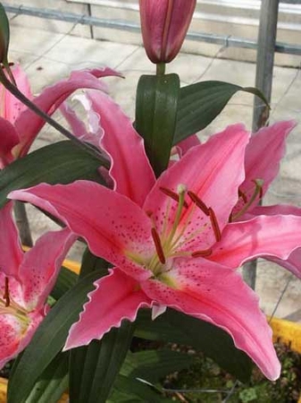 Precooled Lilium Aktiva