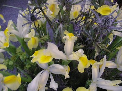 Iris Hollandica Apollo