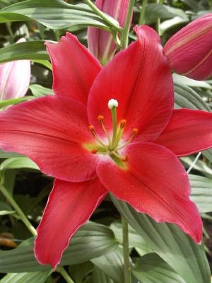 Precooled Lilium Arabian Red