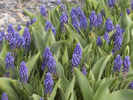 Muscari Armeniacum