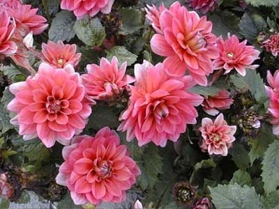 Dahlia Berliner Kleene