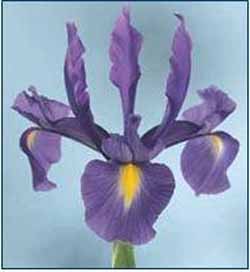 Iris Hollandica Blue Diamond