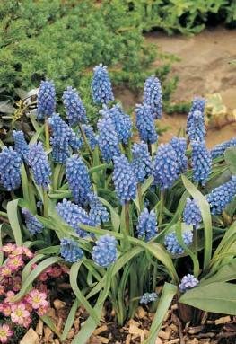 Muscari Blue Magic