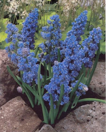 Muscari Blue Spike