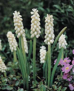 Muscari Bothryoides Album