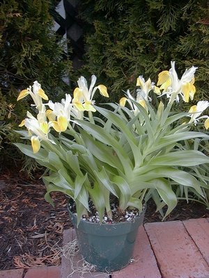 Iris Bucharica