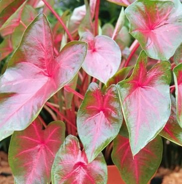 Caladium Blaze