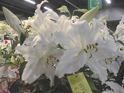 Precooled Lilium Casa Blanca