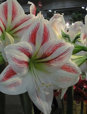 Amaryllis Clown