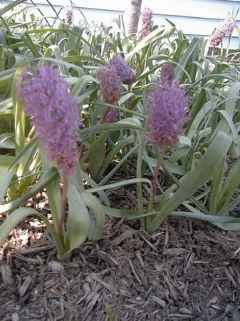 Muscari Comosum Plumosum