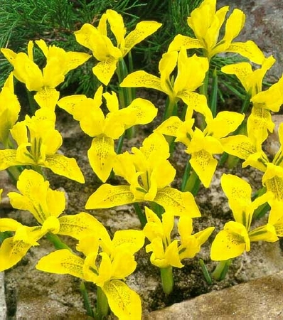 Iris Danfordiae