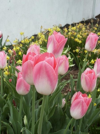 Tulip Dynasty