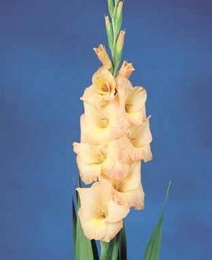 Gladiola Esta Bonita