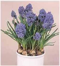 Muscari Fantasy Creation