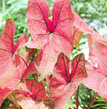 Caladium Festiva