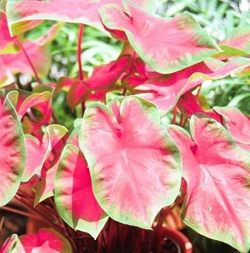 Caladium Freida Hemple