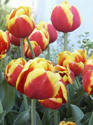 Tulip Gerrit vander Valk