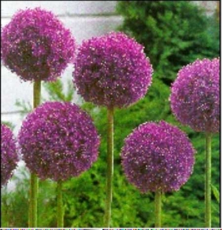 Allium Giganteum