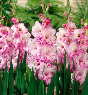 Gladiola My Love