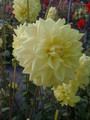 Dahlia Golden Emblem