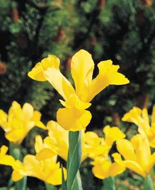 Iris Hollandica Golden Harvest