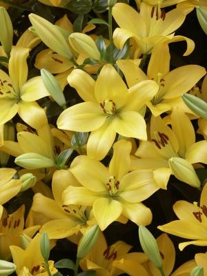 Precoooled Lilium Golden Tycoon