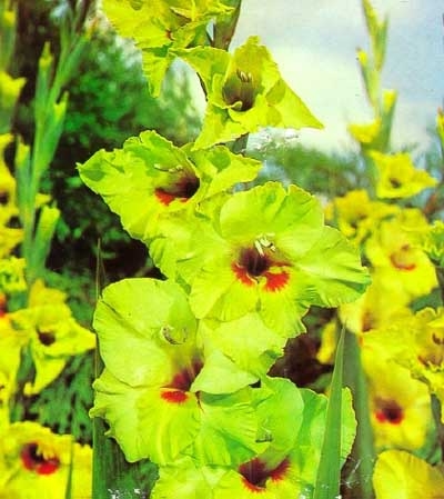 Gladiola Green Woodpecker