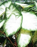 Caladium Aaron