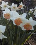Narcissi Accent