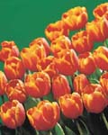 Tulip Ad Rem