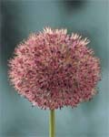 Allium Aflatunense