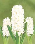 Hyacinth Aiolos