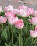 Tulip Angelique