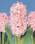 Hyacinth Anne Marie