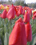 Tulip Apeldoorn