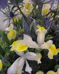 Iris Hollandica Apollo