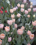 Tulip Apricot Beauty