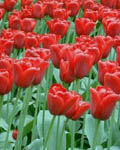Tulip Arie Hoek