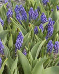Muscari Armeniacum