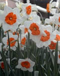 Narcissi Barrett Browning