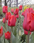 Tulip Bastogne