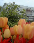 Tulip Beauty of Apeldoorn