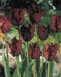 Tulip Black Parrot