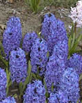 Hyacinth Blue Jacket