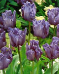Tulip Blue Parrot
