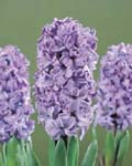 Iris Hollandica Blue Star