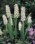 Muscari Bothryoides Album