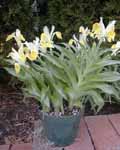Iris Bucharica